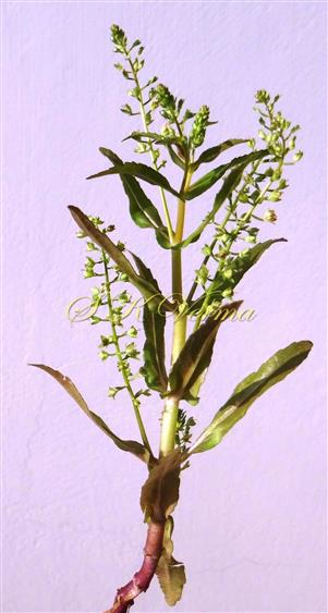  Inflorescence